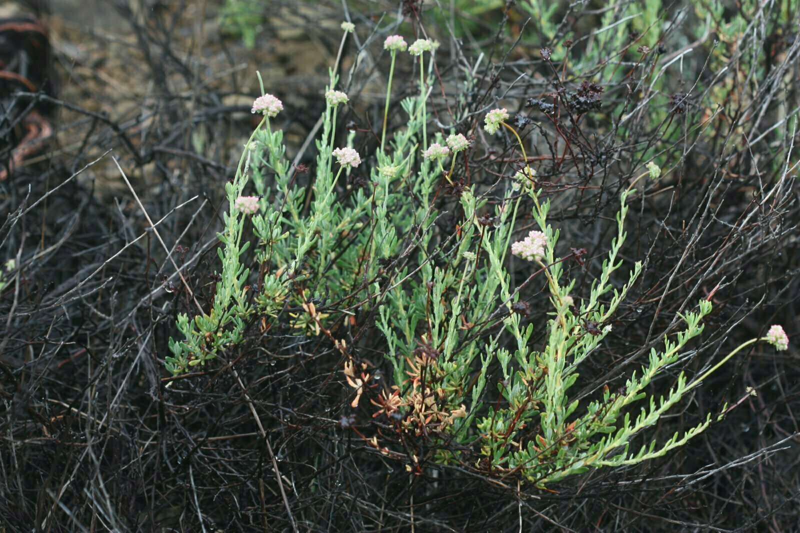 High Resolution Eriogonum fasciculatum Bud